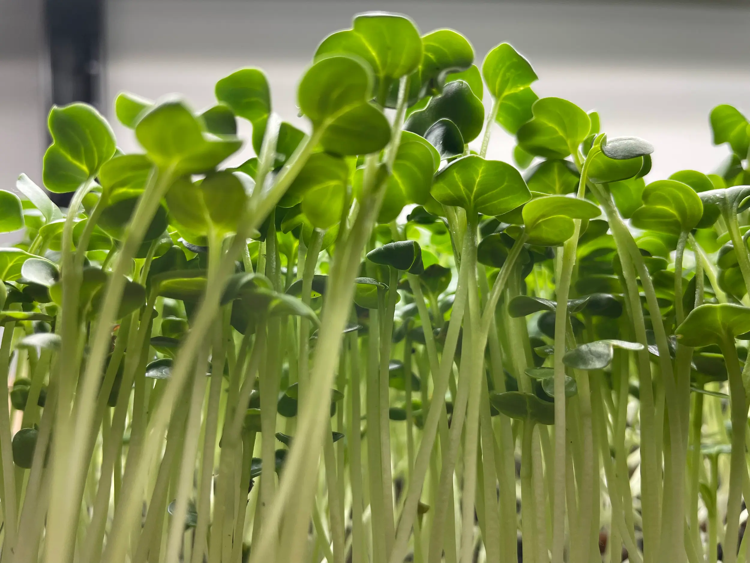 Microgreens growing